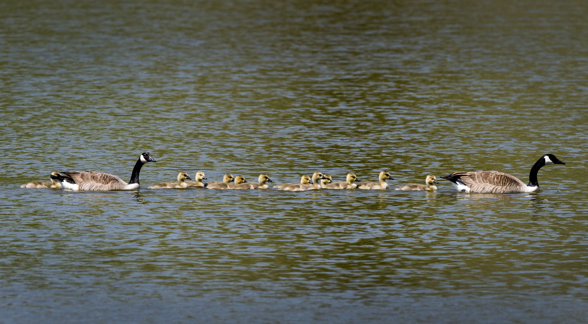 Goslings